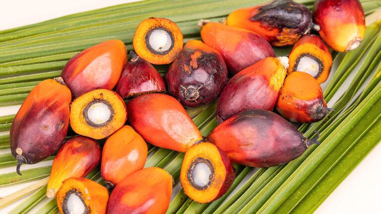 Frutos de dendê sobre folhas verdes, matéria-prima para a produção do óleo de palma.